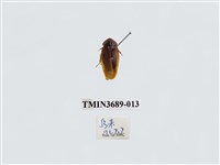 藏品(蜚蠊(2))的圖片